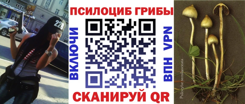 Галлюциногенные грибы Psilocybine cubensis  Кузнецк 